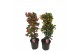 Pyracantha mix 