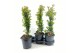 Pyracantha mix 