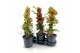 Pyracantha mix 