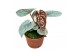 Anthurium luxurians 