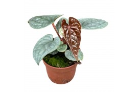 Anthurium luxurians