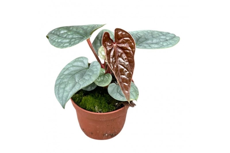 Anthurium luxurians 