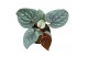 Anthurium luxurians 