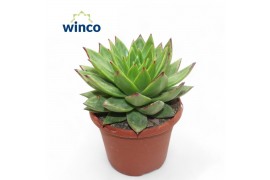 Echeveria lipstick
