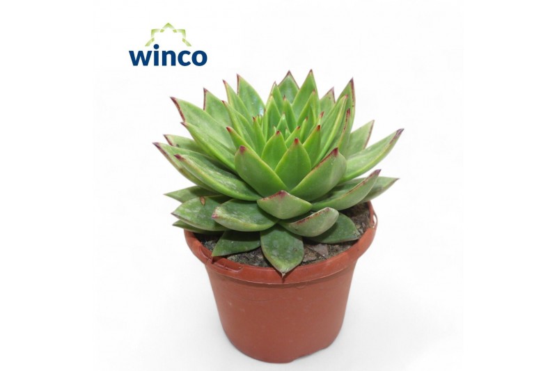 Echeveria lipstick 