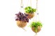 Kamerplanten mix Kokodama Green+ Collection hangup 