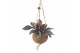 Kamerplanten mix Kokodama Green+ Collection hangup 