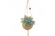Kamerplanten mix Kokodama Green+ Collection hangup 