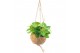 Kamerplanten mix Kokodama Green+ Collection hangup 