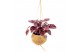 Kamerplanten mix Kokodama Green+ Collection hangup 