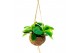 Kamerplanten mix Kokodama Green+ Collection hangup 