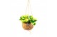 Kamerplanten mix Kokodama Green+ Collection hangup 