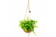 Kamerplanten mix Kokodama Green+ Collection hangup 