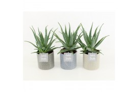 Aloe arborescens in gaia keramiek