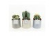 Cactus mix 6 soorten in gaia keramiek 