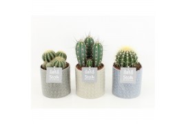 Cactus mix 6 soorten in gaia keramiek