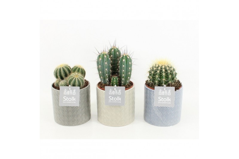 Cactus mix 6 soorten in gaia keramiek 