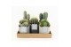 Cactus mix 6 soorten in gaia keramiek 