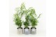 Chamaedorea elegans in gaia keramiek 