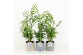 Chamaedorea elegans in gaia keramiek