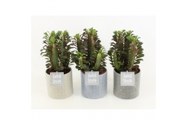Euphorbia trigona rubra in gaia keramiek