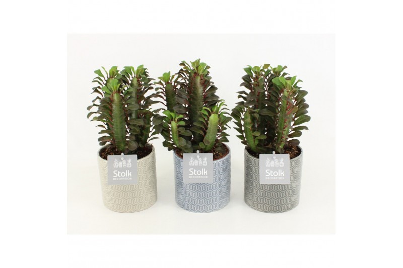 Euphorbia trigona rubra in gaia keramiek 