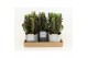 Euphorbia trigona rubra in gaia keramiek 