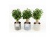 Ficus benjamina natasja in gaia keramiek 