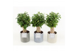 Ficus benjamina natasja in gaia keramiek