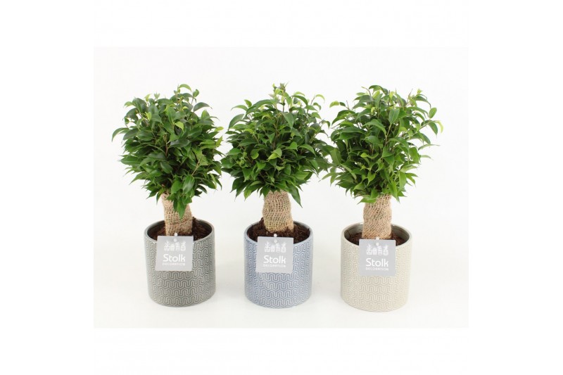 Ficus benjamina natasja in gaia keramiek 