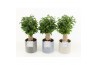 Ficus benjamina natasja in gaia keramiek