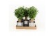 Ficus benjamina natasja in gaia keramiek 