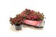 Gaultheria mucronata rood met kraag 