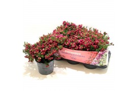 Gaultheria mucronata rood met kraag