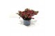 Gaultheria mucronata rood met kraag 