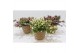 Gaultheria mucronata mix in mand 