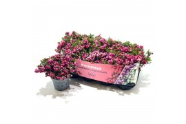 Gaultheria mucronata rood met kraag