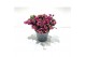 Gaultheria mucronata rood met kraag 