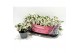 Gaultheria mucronata wit met kraag 