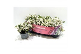 Gaultheria mucronata wit met kraag