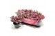 Gaultheria mucronata roze met kraag 
