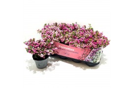 Gaultheria mucronata roze met kraag