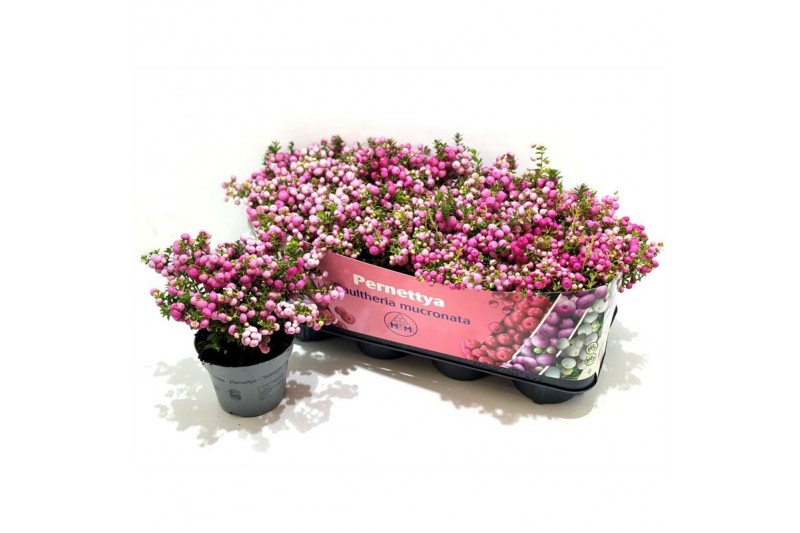 Gaultheria mucronata roze met kraag 