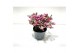 Gaultheria mucronata roze met kraag 