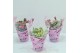 Gaultheria mucronata mixtray in hoes 