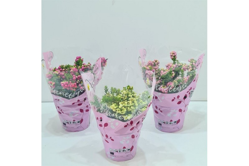 Gaultheria mucronata mixtray in hoes 
