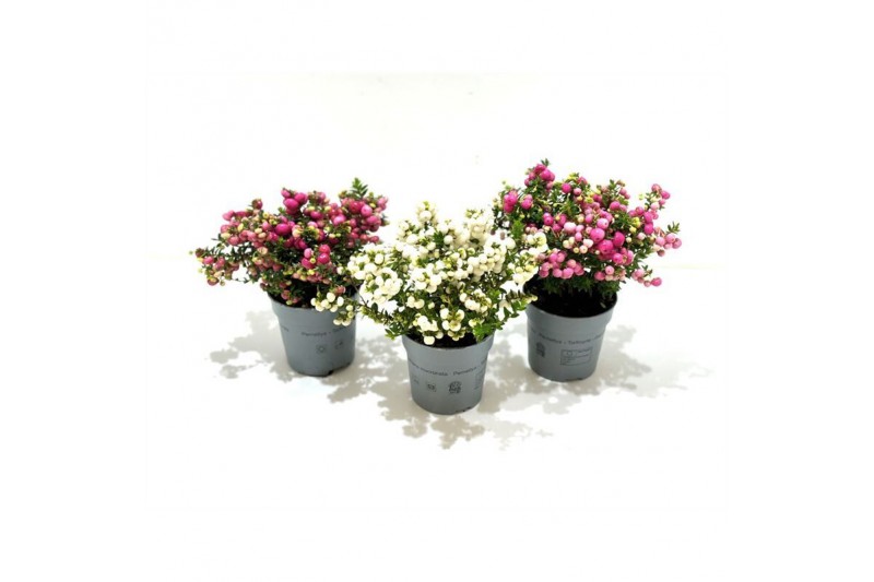 Gaultheria mucronata mixlaag 