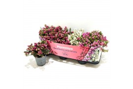 Gaultheria mucronata mixtray met kraag