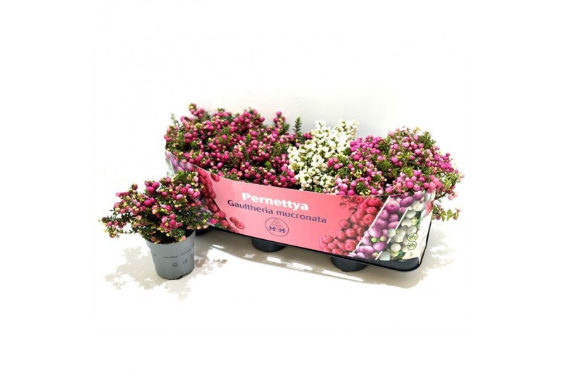 Gaultheria mucronata mixtray met kraag 