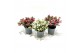Gaultheria mucronata mixtray met kraag 